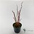 Drosera Filiformes 'Red' - Adulto - Imagem 1