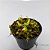Nepenthes Thorelli x Rafflesiana - Muda (Pequeno) - Imagem 4