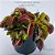 10 Sementes Dionaea B52 - Imagem 3