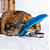 Colar Soft Ultraleve Para Gatos Tamanho PP - Imagem 4
