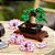 LEGO 10281 Creator Expert - Árvore Bonsai - Imagem 7