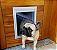 Porta de Passagem Pet Door Buddy Toys - Tamanho Médio M - Imagem 2
