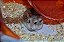 Serragem Maravalha Prensada Fina Peneirada 800g - Para Hamsters, Chinchila, Coelho, Ferrets, Porquinho-da-Índia etc - Imagem 4