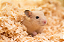 Serragem Maravalha Prensada Fina Peneirada 800g - Para Hamsters, Chinchila, Coelho, Ferrets, Porquinho-da-Índia etc - Imagem 3