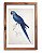 Arara-azul-de-lear por Edward Lear - Imagem 1