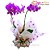 Orquídea Phalaenopsis Pink Plantada - Imagem 1