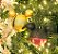 Kit Bolas Mickey e Pluto 10cm - 02 unidades Natal Disney - Cromus - Rizzo - Imagem 1