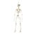 Enfeite Decorativo Halloween - Esqueleto Caveira - 48cm - 01 unidade - Cromus - Rizzo Balões - Imagem 1