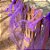 Decoração de Halloween Teia de Aranha - Roxo - 1 unidade - Rizzo - Imagem 3