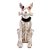 Enfeite de Halloween - Cachorro Esqueleto - Com Luz - 1 unidade - Cromus - Rizzo - Imagem 1