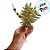 Galho Decorativo - Folhas com Glitter Ouro - 23cm - 1 unidade - Cromus - Rizzo - Imagem 3