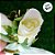 Flor Decorativa Artificial - Rosa Branca - 7,5cm - 1 unidade - Cromus - Rizzo - Imagem 3