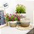 Cesta Decorativa Caue de Seagrass - 17x17x16cm - 1 unidade - Rizzo - Imagem 4