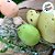 Galho Decorativo de Páscoa - Folhas com Ovos Cores Sortidas - 25cm - 1 unidade - Cromus - Rizzo - Imagem 3
