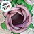 Forminha para Doces Finos - Rainha Cor Palha - 30 unidades - Decora Doces - Rizzo - Imagem 2