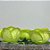 Forminha para Doces Finos - Rainha Verde Limão Claro - 30 unidades - Decora Doces - Rizzo - Imagem 1