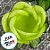 Forminha para Doces Finos - Rainha Verde Limão Claro - 30 unidades - Decora Doces - Rizzo - Imagem 2