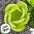 Forminha para Doces Finos - Rainha Verde Oliva Claro - 30 unidades - Decora Doces - Rizzo - Imagem 2
