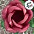 Forminha para Doces Finos - Rainha Rosa Seco - 30 unidades - Decora Doces - Rizzo - Imagem 2
