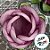 Forminha para Doces Finos - Rainha Rosa Seco 1 - 30 unidades - Decora Doces - Rizzo - Imagem 2