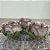 Forminha para Doces Finos - Rainha Areia - 30 unidades - Decora Doces - Rizzo - Imagem 1