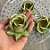 Forminha para Doces Finos - Rainha Verde Oliva Claro - 30 unidades - Decora Doces - Rizzo - Imagem 3