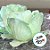 Forminha para Doces finos - Rainha Verde Menta Suave - 30 unidades - Decora Doces - Rizzo - Imagem 2