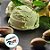 Pasta Saborizante Pistacchio Sensazione - Golden Flavors - 200g - 1 unidade - DaBella - Rizzo - Imagem 2