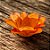 Forminha Para Doces Finos - Lírio Laranja - 40 unidades - Decora Doces - Rizzo - Imagem 1