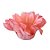 Forminha para Doces Finos - Madri Pêssego - 50 unidades - Decora Doces - Rizzo - Imagem 1