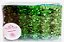 Forminha para Doces Finos - Madri Tons Verdes - 50 unidades - Decora Doces - Rizzo Festas - Imagem 1