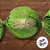 Papel Chumbo 14,5x15,5cm - Star Verde - 100 unidades - Cromus - Rizzo - Imagem 2