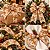Fita Aramada Decorada de Natal - GingerBread - 6,3cm x 2,74m - 1 unidade - Rizzo - Imagem 4