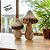 Kit com 2 Cogumelos Decorativo em Madeira - 14cm - 1 unidade - Cromus - Rizzo - Imagem 1