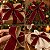 Fita Aramada Decorativa de Natal - Vermelho Escuro com Verso Dourado - 6,3cm x 9,14m - 1 unidade - Rizzo - Imagem 4