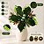 Poinsétia Decorativa - Verde Veludo - 19cm - 1 unidade - Cromus - Rizzo - Imagem 4