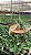 Cattleya Aclandiae Tipo - Imagem 1