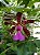 Cattleya Aclandiae Tipo - Imagem 3