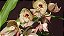 Catasetum Kidney bean - Imagem 1