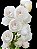 Peristeria Elata pote 15 - Imagem 1