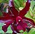 C. Chocolate Drop x Schumburgkia Superba - Imagem 1