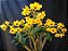Dendrobium Crisotoxum - Adulta - Imagem 1