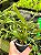 Dendrobium Trigonopus - Imagem 3