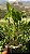 Dendrobium Thyrsiflorum x Mousme - Imagem 2