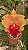 Blc. Miriam Suzuki 'Orange Crush' - Adulta - Imagem 1