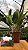 Cattleya Sheila Lauterbach - Adulta Pote 17 - Imagem 1