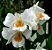 Dendrobium Formidable - Imagem 1