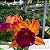 Rlc. Golden Paragon - Imagem 1