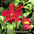 Cattleya Primeiro Amor - Imagem 1