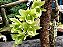 Clowesetum Black Jade - Imagem 1